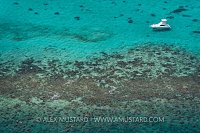 Snorkellers Over Reef. Cayman Islands.