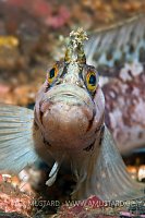 A portrait of a Yarrell's blenny (Chirolophis ascani). Conservation Bay, Loch Carron, Scotland. UK.