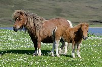 Shetland Ponies. Shetland Islands. UK