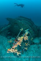 Diver and Submarine, Shetland, UK