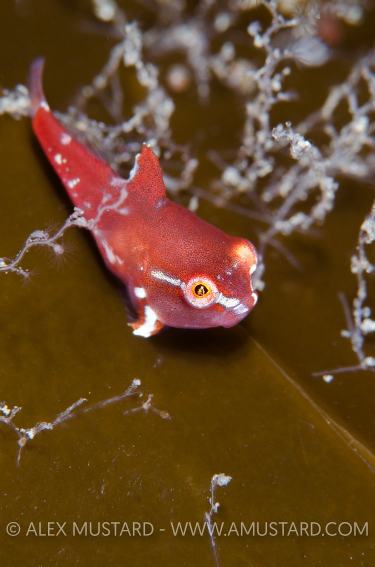 Juvenile lumpsucker. Shetland Islands. UK
