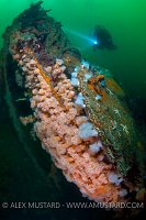 Diver on Fraoch Ban. Shetland Islands