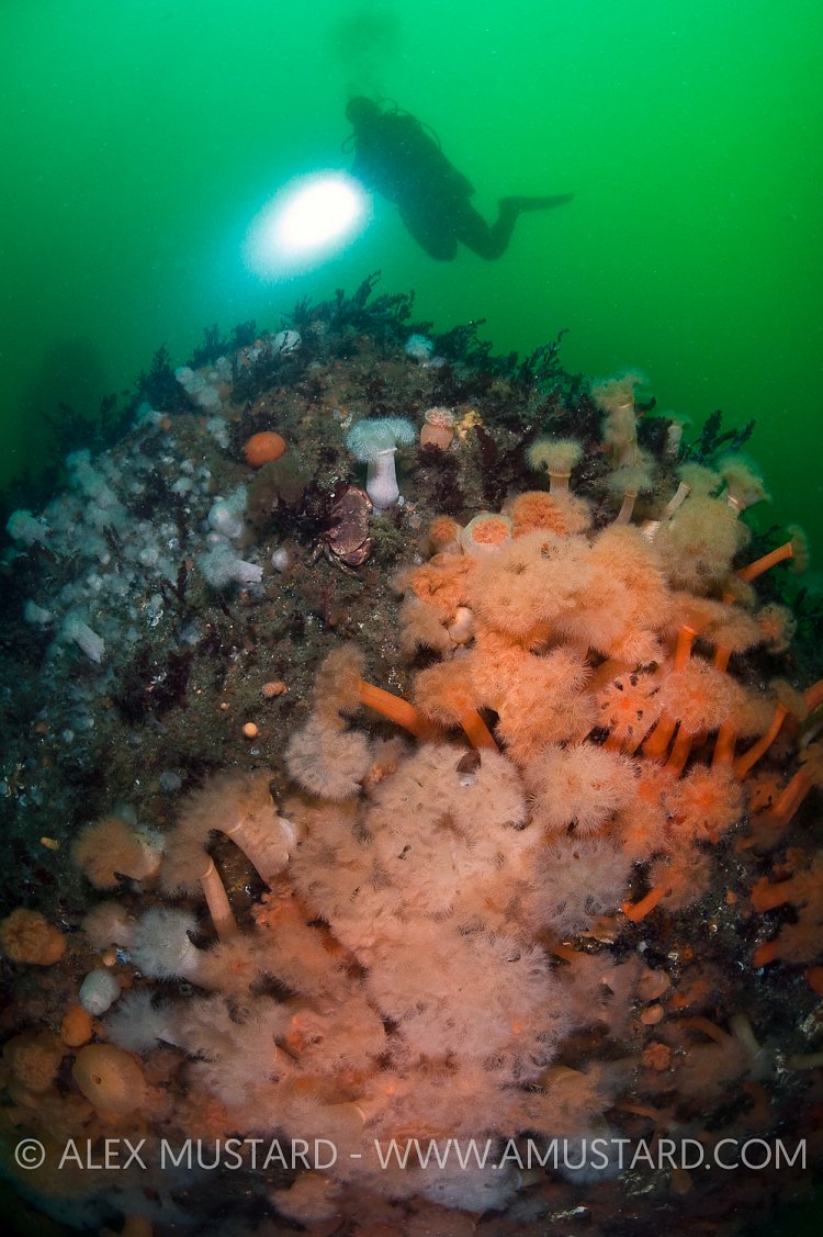 Diver on Fraoch Ban. Shetland Islands
