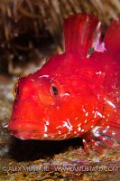 Red Scorpionfish, Shetland Islands, Scotland.