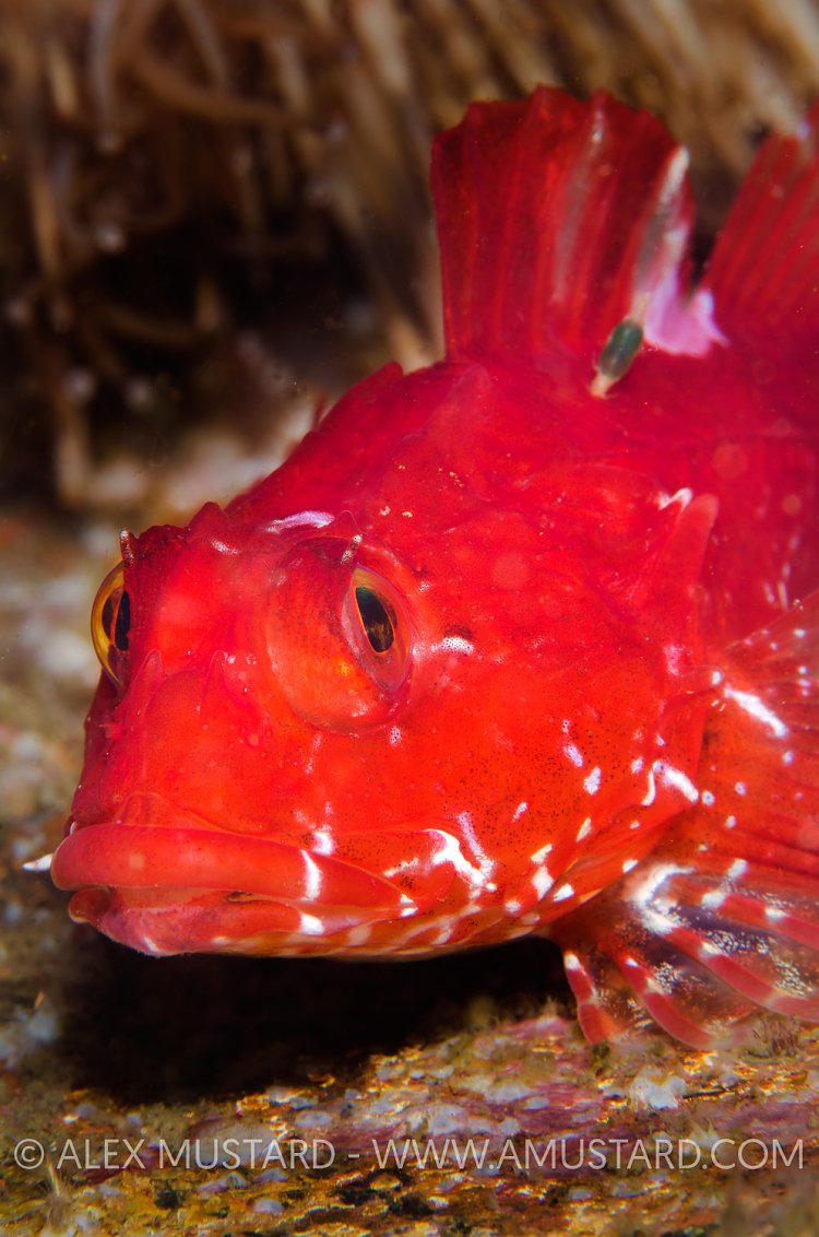 Red Scorpionfish, Shetland Islands, Scotland.