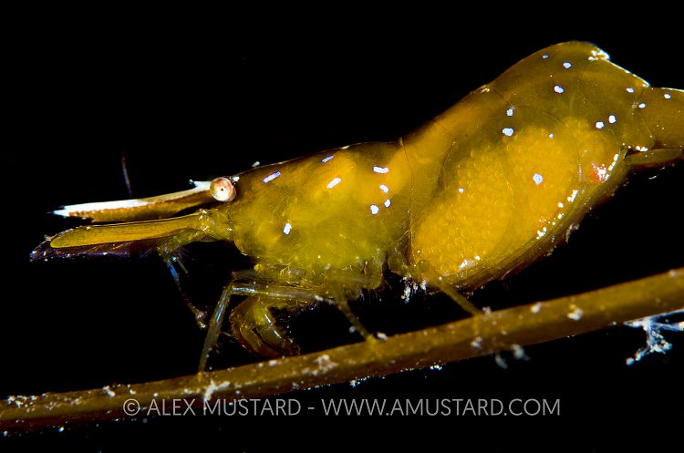 Chameleon prawn detail. Shetland Islands.