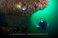 Diver beneath overhang in cavern. Shetland, UK.