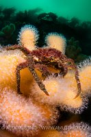 Sea Toad On Colourful Corals. Scotland, UK.