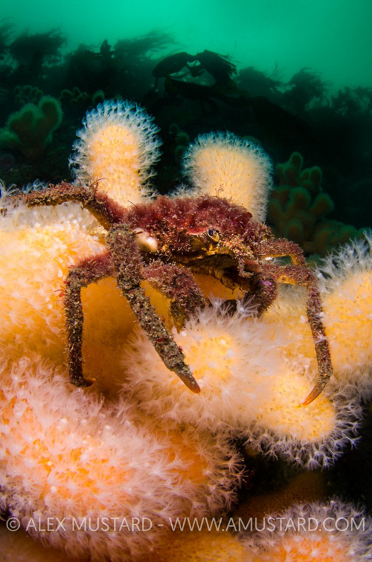 Sea Toad On Colourful Corals. Scotland, UK.