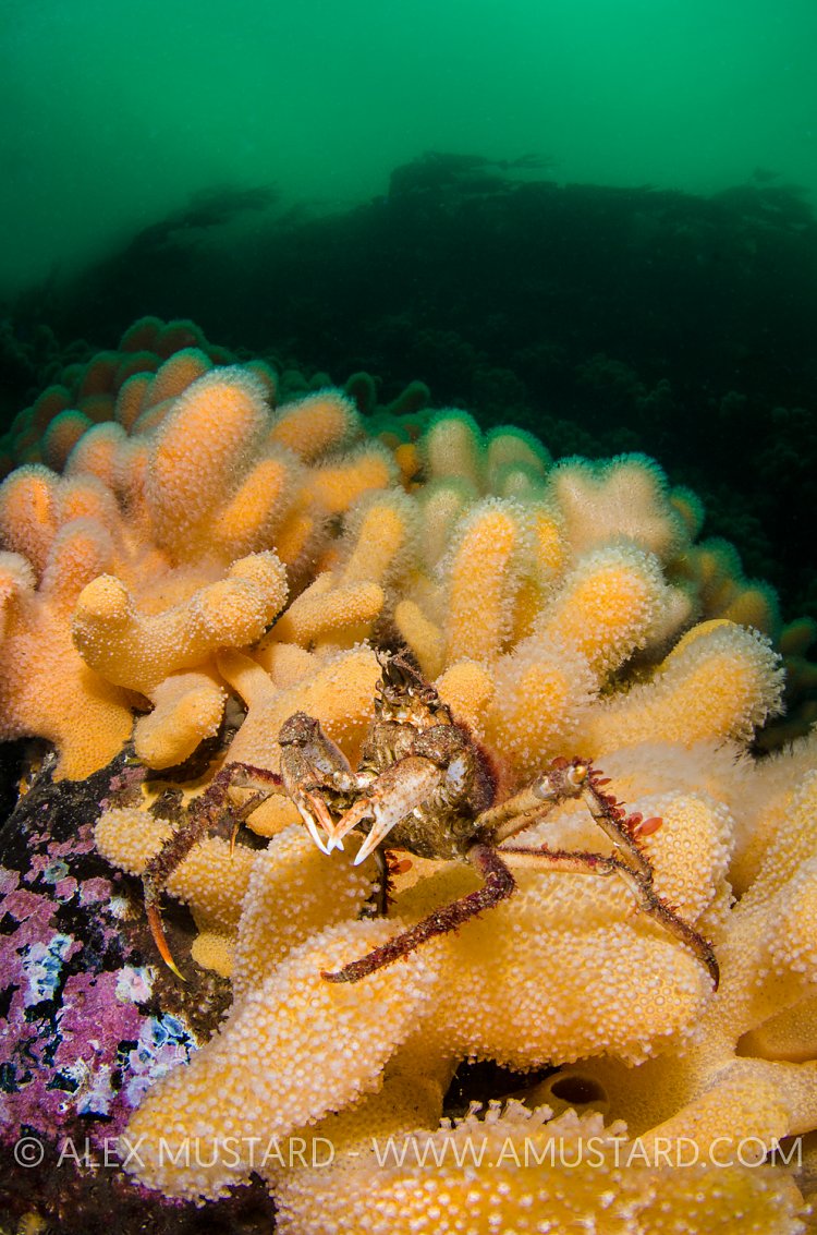 Sea Toad On Colourful Corals. Scotland, UK.