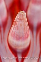Tentacle Close Up. Scotland.