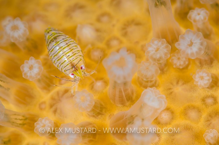 Amphipod Amongst Polyps. Scotland, UK.