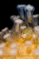 Scottish Amphipod. UK