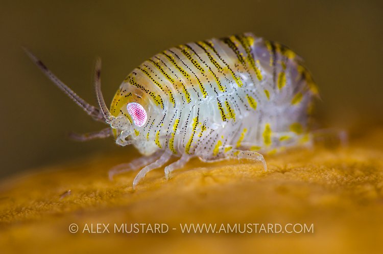 Scottish Amphipod. UK