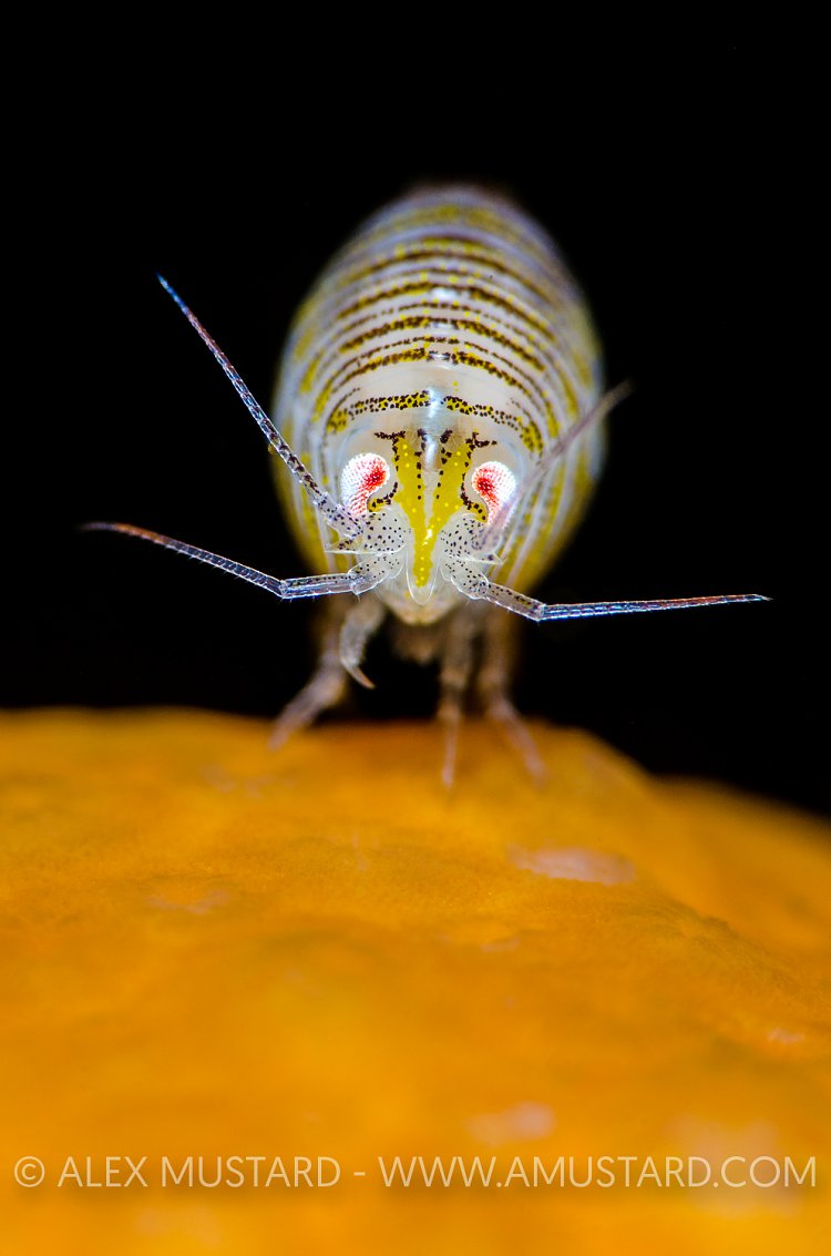 Tiny Amphipod. Scotland, UK.
