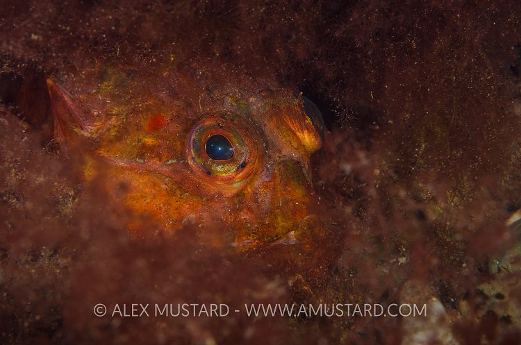 The Pixie. Scotland, UK