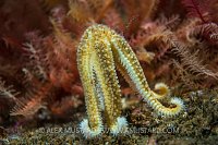 Starfish Spawning. Scotland, UK.