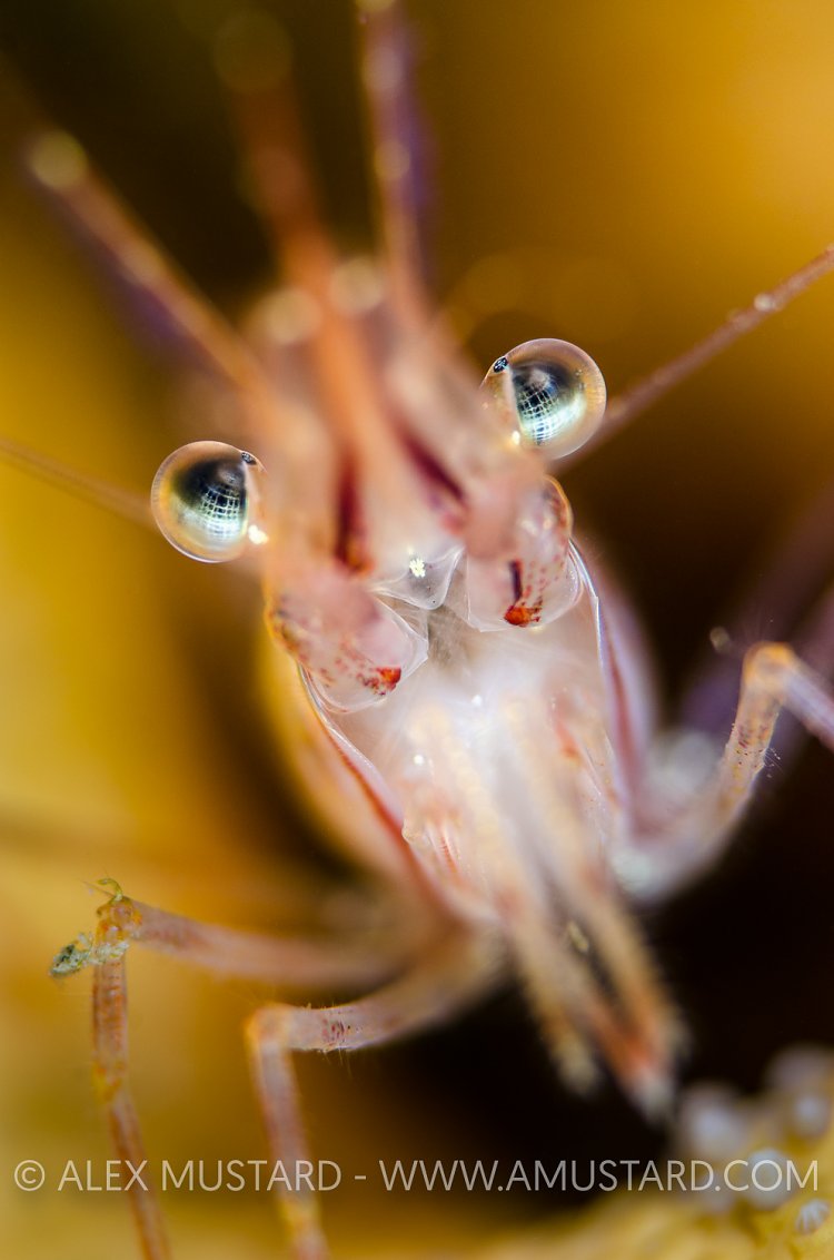 Pink Prawn. Scotland