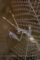 The Devil. Scotland, UK