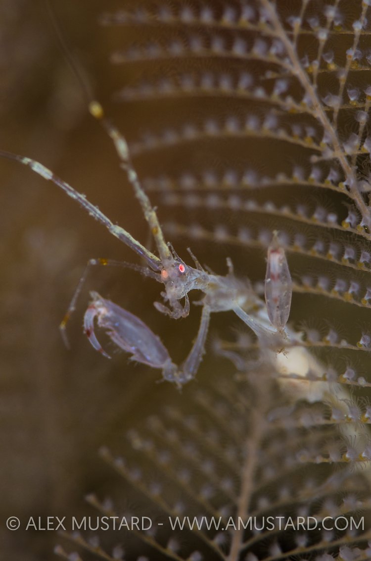 The Devil. Scotland, UK