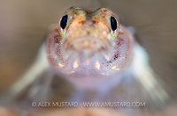 Painted Goby. Scotland, UK.