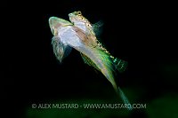 Mating Dragonets. Scotland, UK