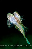 Mating Dragonets. Scotland, UK