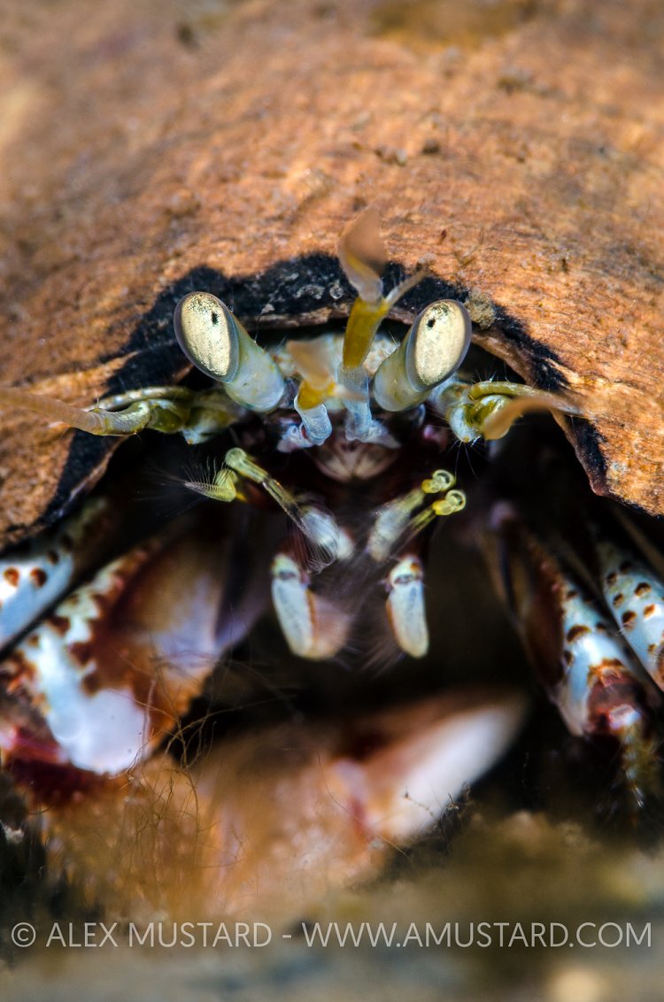 Common Hermit. Scotland, UK.