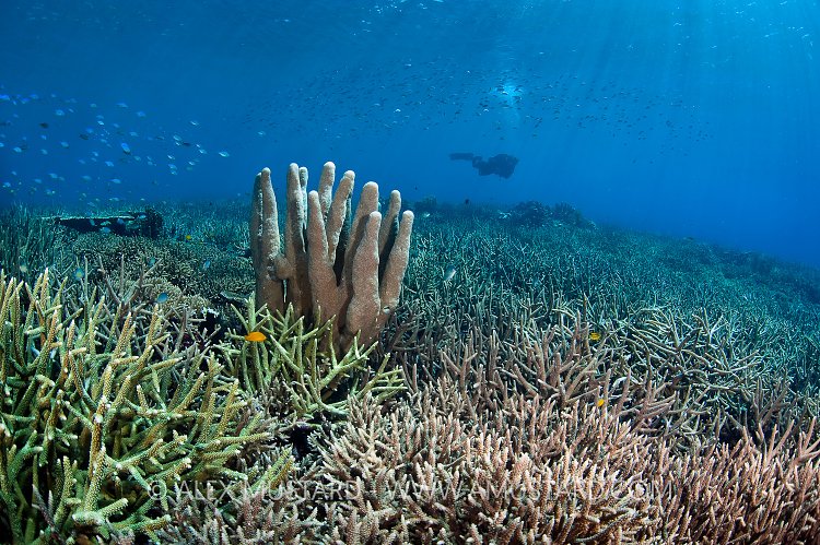 Coral Garden. Indonesia