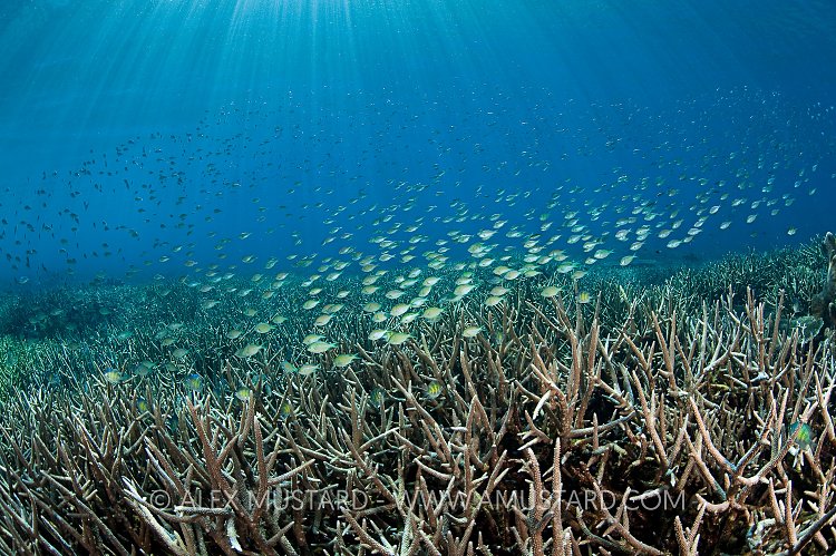 Coral Reef Scene. Indonesia