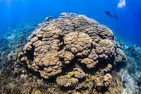 Giant Coral. Indonesia