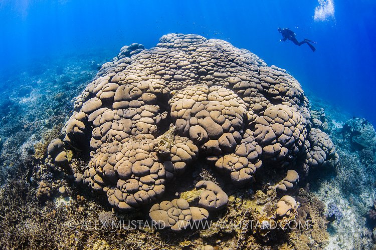 Giant Coral. Indonesia