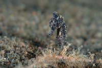 Young yellow seahorse. Indonesia