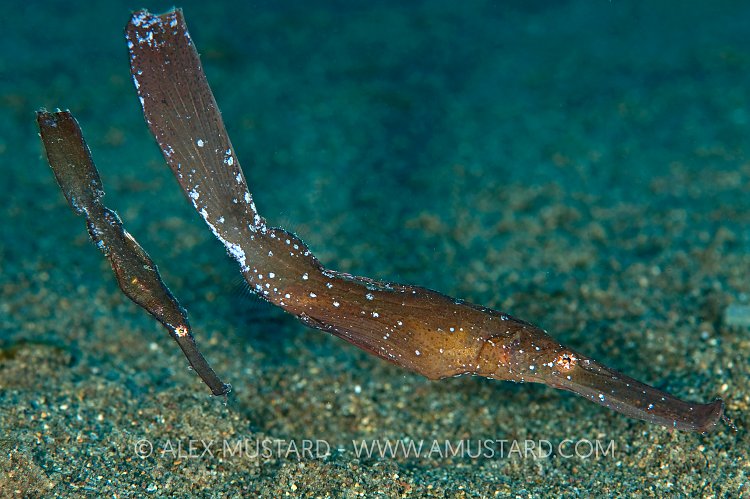 Robust ghostpipefish