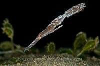 Robust ghost pipefish. Indonesia.