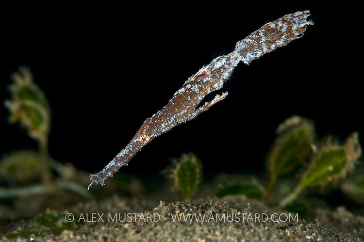 Robust ghost pipefish. Indonesia.