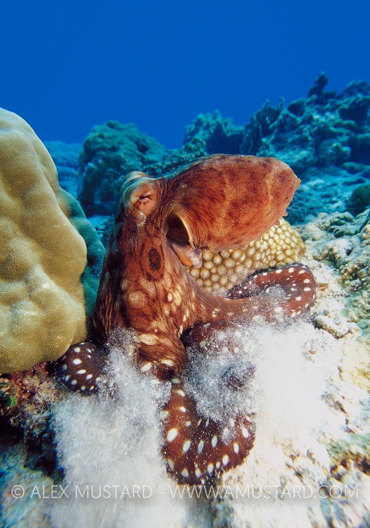 Digging Octopus. Thailand