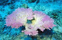 Bleached Coral. Thailand