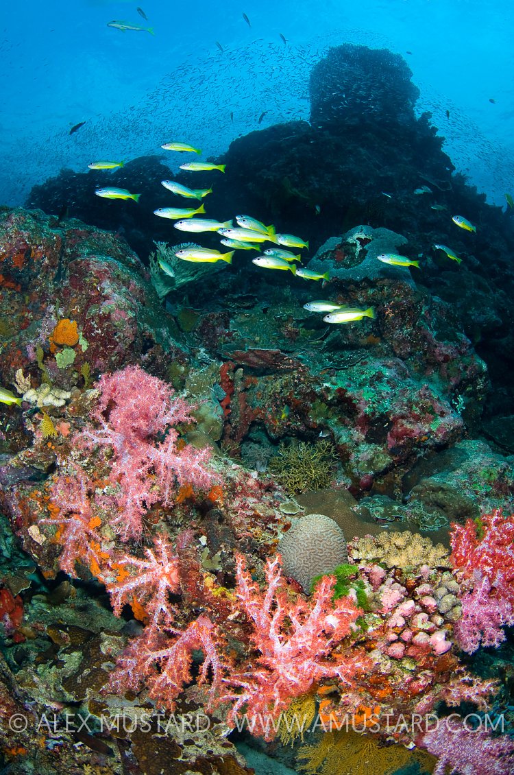 Thailand Coral Reef.