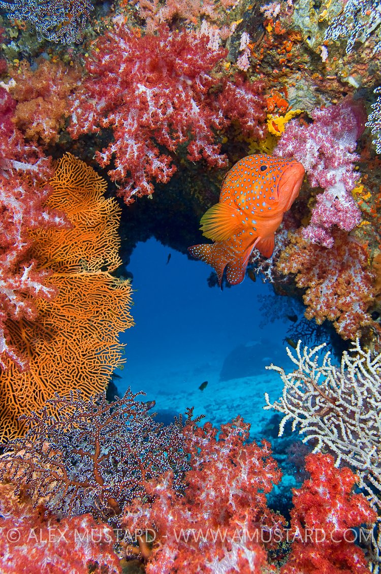 Coral grouper on coral reef. Thailand