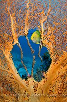 Golden damselfish in seafan, Similan Islands, Thailand.