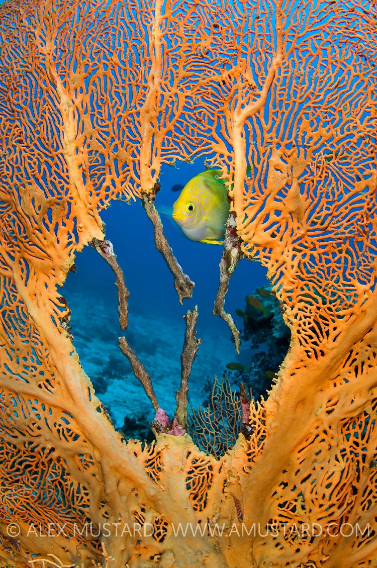 Golden damselfish in seafan, Similan Islands, Thailand.