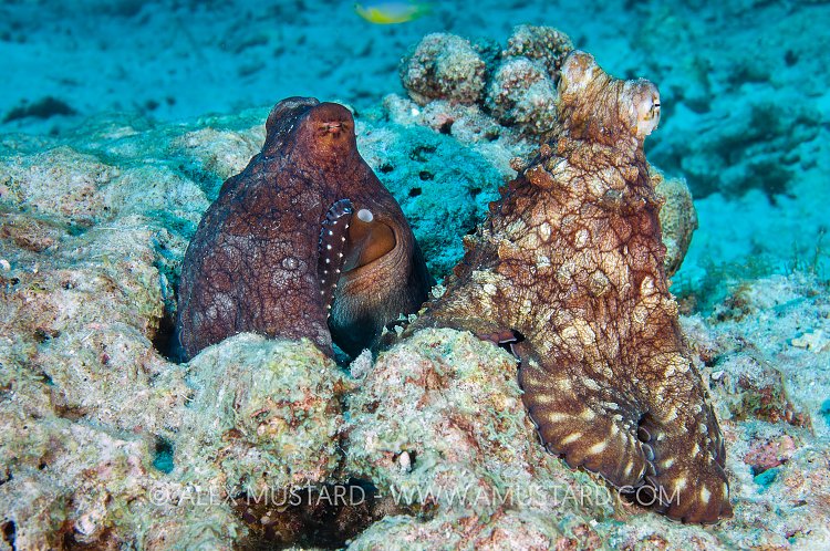 Mating Octopus. Thailand.