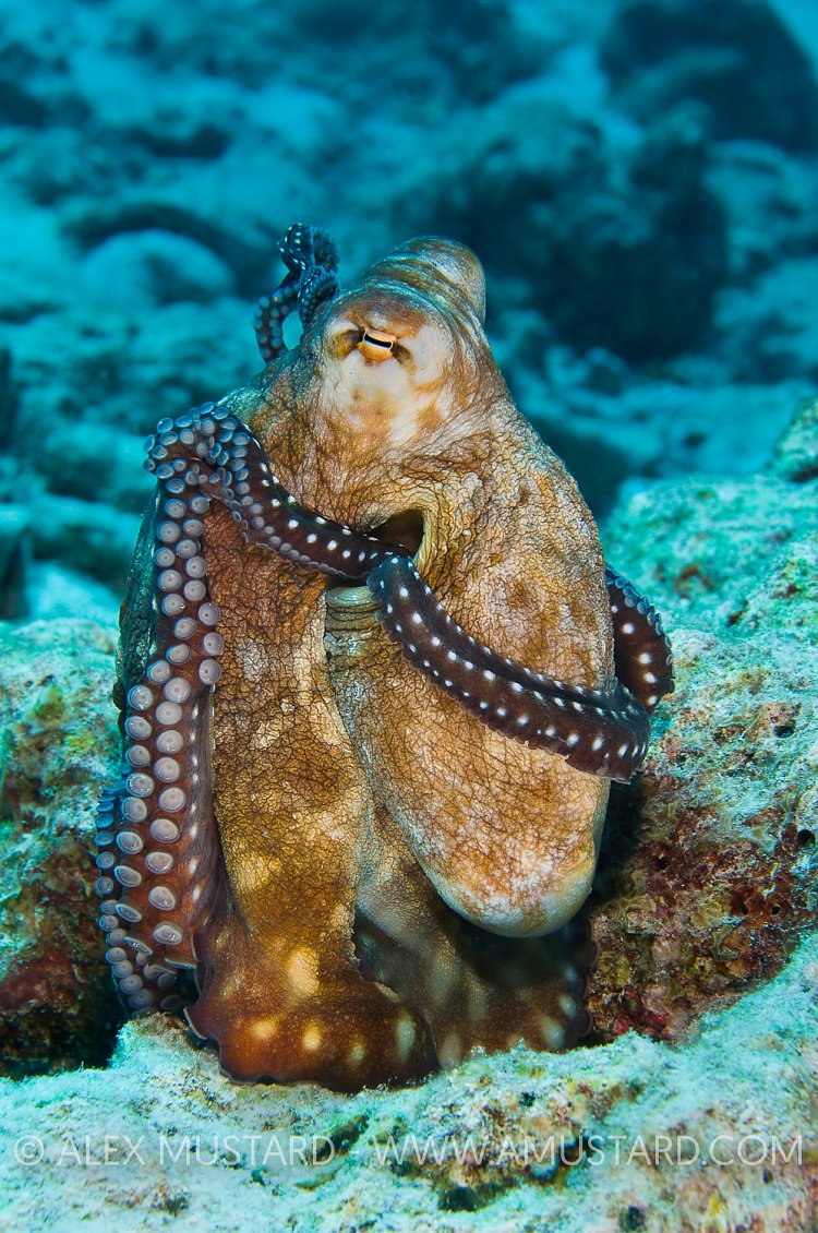 Octopus Cuddle. Thailand.