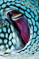 Cleaner Wrasse. Thailand