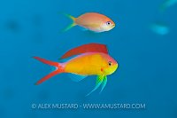 Flame Anthias Pair. Indian Ocean.