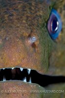 Giant Moray Portrait. Thailand