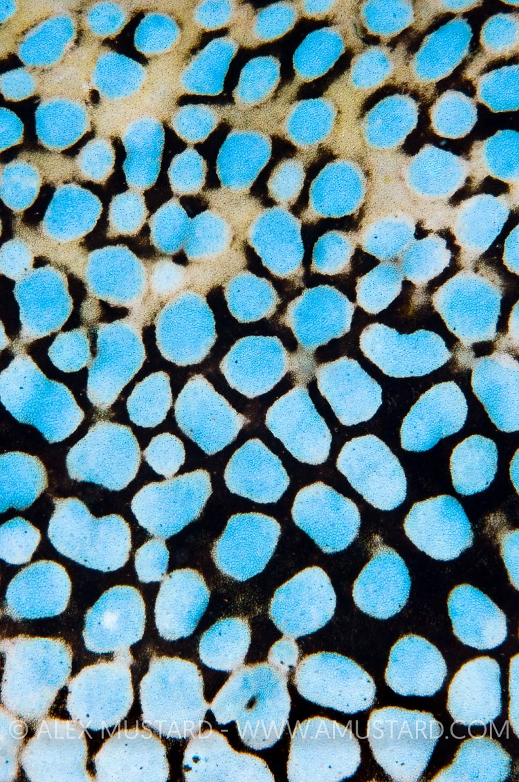 Puffer Pattern. Thailand