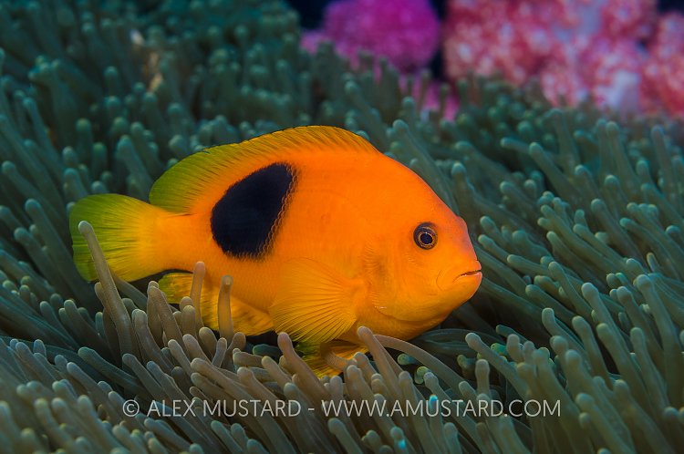 Tomato Clownfish. Thailand