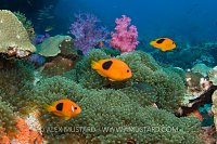 Andaman anemonefish. Thailand